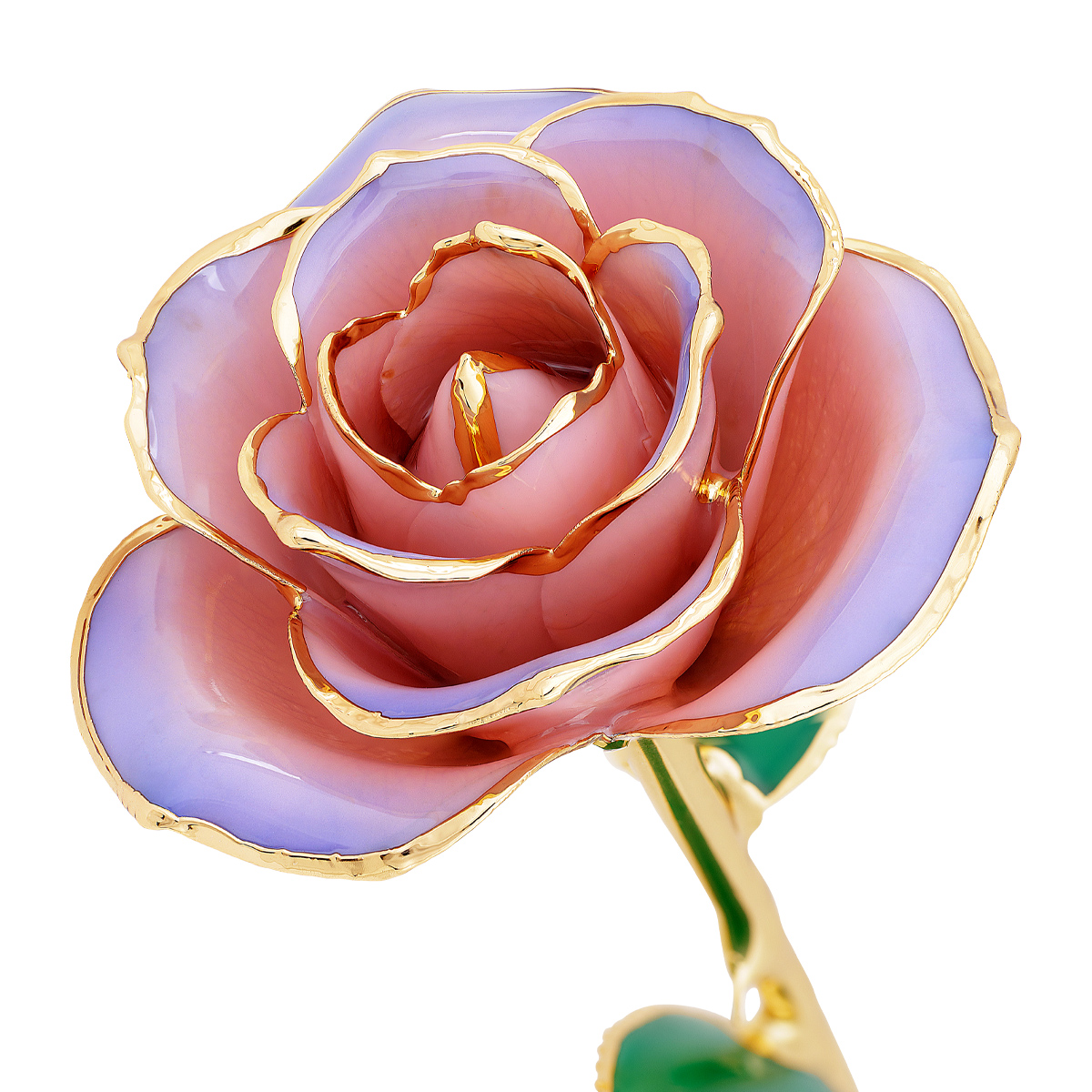 24K Gold Dipped Blushed Lilac Rose